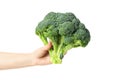 Female hand holds broccoli, isolated on background
