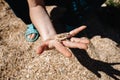 A female hand holds a bunch of differently shaped shells. Close-up of seashells