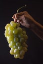 Female hand holds bunch of grapes isolated on black background Royalty Free Stock Photo