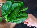 Female hand holds a colander with freshly washed spinach