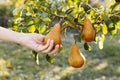 Female hand holds Fresh juicy tasty ripe pear on branch of pear tree in orchard for food or pear juice, harvesting. Crop of pears