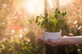 A microgreens with bokeh