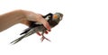 Female hand holds a gray parrot cockatiel on a white isolated background. Parrot in hand. Hand holds a parrot. Royalty Free Stock Photo