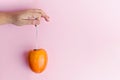 Female Hand holds hanging ripe persimmon on ribbon