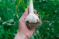 A female hand holds a head of garlic on a background of green grass Royalty Free Stock Photo