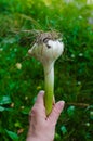 A female hand holds a head of garlic on a background of green grass Royalty Free Stock Photo