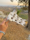 Female hand holds an old white bone cows, part of spine, vertebrae close-up, against background of nature in summer. Fossil Royalty Free Stock Photo