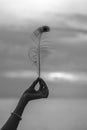 Female hand holds peacock feather against a beautiful sunset near sea on tropical beach, close up. Black and white Royalty Free Stock Photo