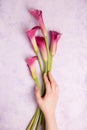 Female hand holds Pink Calla Lily on a marble background Royalty Free Stock Photo