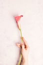 Female hand holds Pink Calla Lily on a marble background Royalty Free Stock Photo