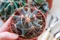 A female hand holds a pot of cactus and shows its beauty against the background of other cacti