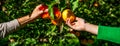 Female hand holds red ripe apples. Concept of harvesting, gardening and agriculture. Apple orchard, harvest time. Man Royalty Free Stock Photo