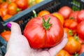 Female hand holds red tomato, harvesting. Photo Royalty Free Stock Photo