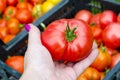 Female hand holds red tomato, harvesting. Photo Royalty Free Stock Photo