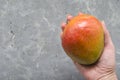 Female hand holds Ripe juicy fruit of the Brazilian mango from the tropics on a gray background copy space. Exotic fresh fruits. Royalty Free Stock Photo