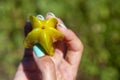 Female hand holds ripe star fruit carambola