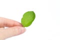 Female hand holds a sheet of mint on a white background. Ecology Royalty Free Stock Photo