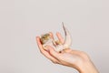 A female hand holds a leopard gecko on a white background. Royalty Free Stock Photo