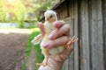 a female hand holds a small, funny, yellow chicken. Close-up, horizontal photo. Royalty Free Stock Photo