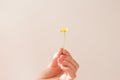 Female hand holds a small yellow flower on a white background in the sun. The concept of summer, happiness and warmth