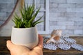 female hand holds succulent houseplant against wooden table, concept of Floral Aesthetics, indoor greenery and positive impact of
