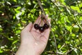 The female hand holds three sweet cherries Royalty Free Stock Photo