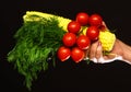 Female hand holds vegetables and bunch of dill