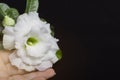 Female hand holds white flower adenium or desert rose on a black background Royalty Free Stock Photo