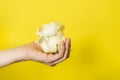 Female hand holds white rose flower head close up. Romantic gift concept. White rose head in hand isolated on yellow background Royalty Free Stock Photo