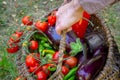 Female hand holds a wicker basket with fresh vegetables: eggplant, peppers and tomatoes Royalty Free Stock Photo