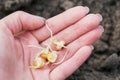 Female hand holds a young seedling of corn Royalty Free Stock Photo