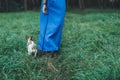 female hand hugs a Chihuahua face. Funny white little dog. girl walks with a chihua hua dog on the green grass in the park