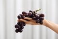 Female hand with juicy black grapes on light background Royalty Free Stock Photo