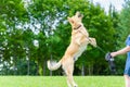 Female hand and jumping playing dog labrador on green grass.woman playing with dog on a sunny summer day