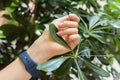 Female hand keep green leaf