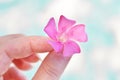 Female hand keeping blooming Pink Oleander flower. Royalty Free Stock Photo