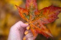 Female hand keeping bright maple leave Royalty Free Stock Photo