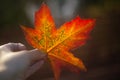 Female hand keeping bright maple leave Royalty Free Stock Photo