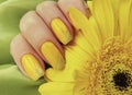 Female hand manicure flower gerbera silk Royalty Free Stock Photo