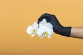 A female hand in medical gloves holds flowers of a white orchid, Phalaenopsis, isolated on a soft colored background. Beauty Royalty Free Stock Photo