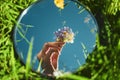 A female hand with a miniature cute bouquet of wildflowers is reflected in a mirror that lies on the grass.