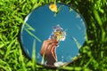 A female hand with a miniature cute bouquet of wildflowers is reflected in a mirror that lies on the grass.