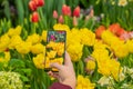 Female hand with mobile phone making photo of bright colorful tulips. Modern technology. Spring flowers