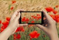 Female hand with mobile phone take picture of poppies