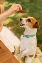 Female hand owner feeds food to Jack Russell Terriers, concept of learning behavior