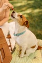 Female hand owner feeds food to Jack Russell Terriers, concept of learning behavior