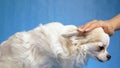 Female hand of the owner stroking a white beautiful fluffy long haired Chihuahua dog in profile isolated on a blue background Royalty Free Stock Photo