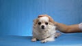 Female hand of the owner stroking a white beautiful fluffy long haired dog Chihuahua isolated on a blue background Royalty Free Stock Photo