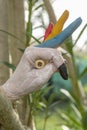 A female hand painted with various colors simulates the head of a parrot on a tree branch