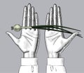 Female hand palms holding a green onion